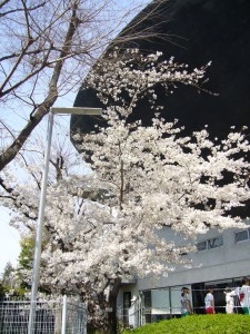 会館前の桜が満開でした。